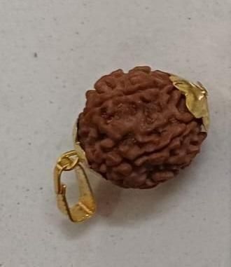 7 Mukhi Nepali Rudraksha - OSAK ENTERPRISES