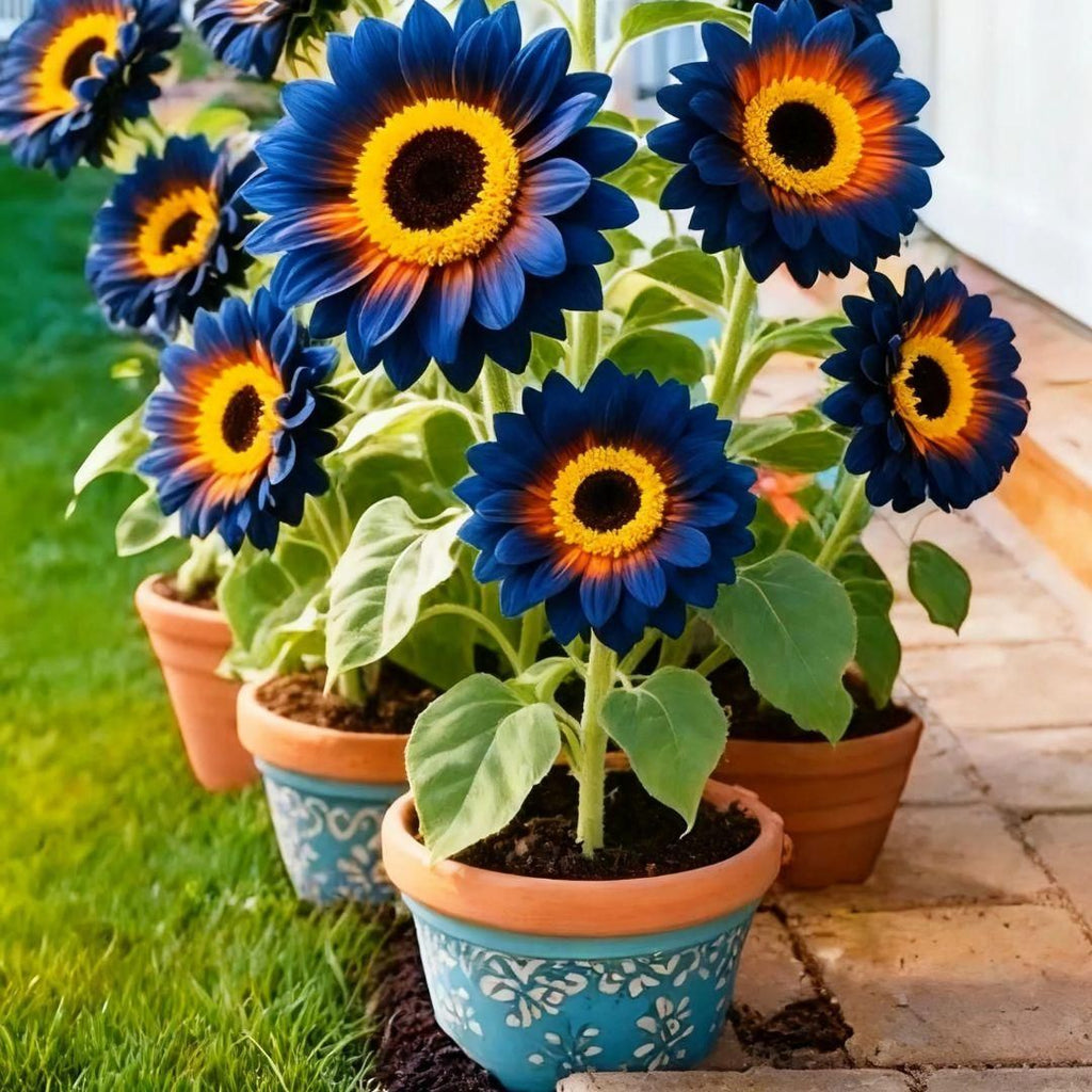 Blue Flame Sunflower Seeds + 100 Grams Organic Pot Mix Free - OSAK ENTERPRISES